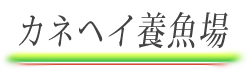 カネヘイ養魚場